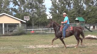 Sunrises Perfection  Missouri Foxtrotter Mare [upl. by Nuavahs]