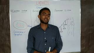 Lichen what is lichen in hindi Class 11 and 7 biology lichen kya hota hai [upl. by Sascha]