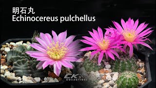 有塊根的鹿角柱屬 仙人掌物種明石丸Echinocereus pulchellus [upl. by Clarisse351]