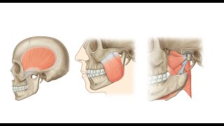 Muscles of Mastication [upl. by Coats]