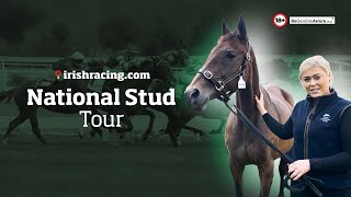 Irish National Stud Tour  May 2023 [upl. by Aihsar]