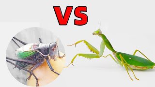 蟈蟈VS斯盾螳螂，這實力太強了！Katydid VS Praying Mantis [upl. by Laemsi163]