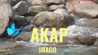 AKAP  IMAGO lyrics [upl. by Akcimehs545]