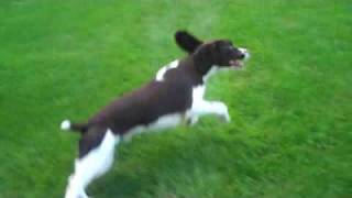 Shadow the Amazing Springer Spaniel [upl. by Maro]