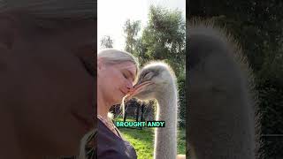 An ostrich ran into the highway to chase love animals ostrich shorts love story [upl. by Sellihca353]