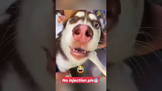 😺Dog injection funny reaction funny comedy shorts [upl. by Jorry]