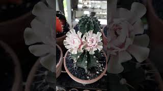 gymnocalycium variegated cactus cactuslover flower garden [upl. by Wilda377]