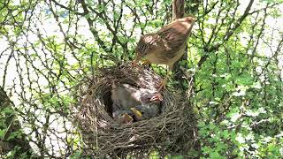 Bird nest and feed  nest of bird and sound of bird  babbler [upl. by Idna]