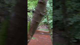 ASMR Nature Walk  Rosslyn Chapel Castle and Glen Subscribe and view the Full Video [upl. by Ruperta]