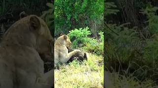 wildanimals lions attack edit [upl. by Ydnys627]