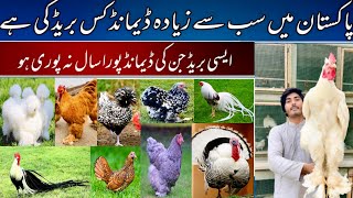 Most unique Fancy hen Breeding Farm in pakistan  Fancy hen Chikes Available petlover [upl. by Dawes]