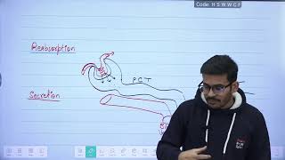 L4 Formation of Urine and function of Nephron  Excretion and osmoregulation [upl. by Yborian]