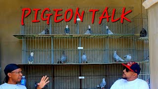 Pigeon Talk with Sam Smitty What makes a pigeon roll [upl. by Namie924]