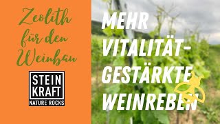 WEINKRAFT mit Zeolith stärkt auch die grünen Blätter der Weinrebe viniculture [upl. by Latif]