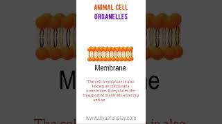 Animal cell organelles shorts  shorts  biology  diyasfunplay [upl. by Aicekat575]