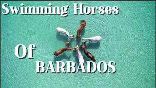 Unbelievable Swimming Horses In Barbados  Pebbles Beach Adventure 🐎🐎🐎barbados [upl. by Noy]