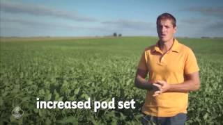 Soybeans in Northeastern Iowa Produce High Yields [upl. by Eyahs]