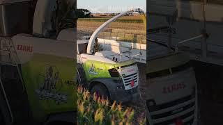 Opening a field Rogers Custom Contractors style farmingharvest farming claas [upl. by Uranie]