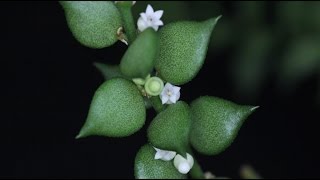 Dischidia ruscifolia  Urnenpflanze Million Hearts [upl. by Lorenzo]