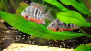 30 7 2015 thorichthys meeki rio candelaria with fry [upl. by Strep]