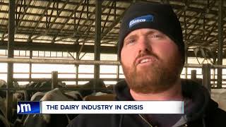 Dairy farms in crisis [upl. by Jarrid]