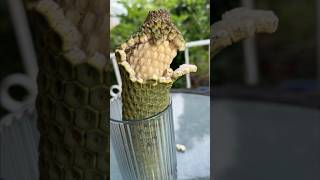 When its safe to eat Monstera Deliciosa Fruit [upl. by Yelhak]