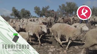 Esta época es cuando mejor están las ovejas de Los Mellis  El campo es vida [upl. by Poppy]