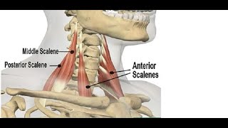 Two Minutes of Anatomy Scalenes [upl. by Neel]