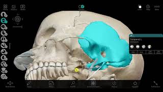Temporal and infratemporal fossa 1 [upl. by Ynahpit]