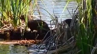 Sacarrabos  Egyptian Mongoose [upl. by Noevad]