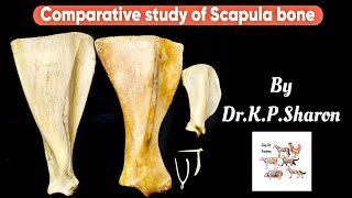 Comparative study of Scapula bone Veterinary Osteology Dr KPSharon Nancy Nikhila [upl. by Nidroj]