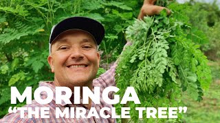 The Most Nutritious Terrestrial Plant in The World  Moringa oleifera quotThe Miracle Treequot [upl. by Thebault618]