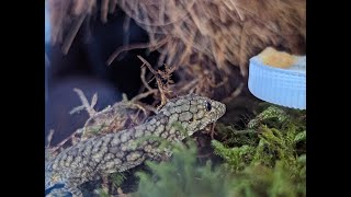 Unboxing a Rare Reptile Chameleon Gecko Care and Bioactive Setup [upl. by Tnert]