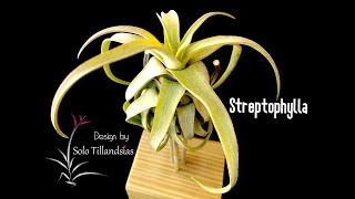 Streptophylla Design by SoloTillandsias [upl. by Anestassia936]