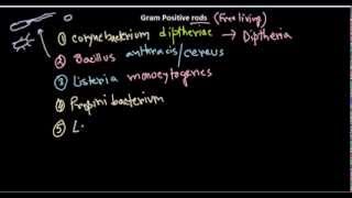 Gram positive rods introduction [upl. by Trinee]