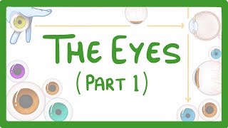 GCSE Biology  How the Eye Works Part 1  Structure of the Eye amp Iris Reflex 31 [upl. by Ttam]