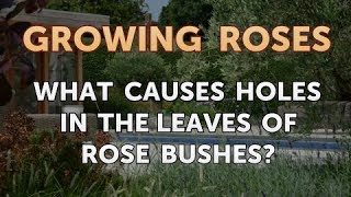 What Causes Holes in the Leaves of Rose Bushes [upl. by Kcolttam]