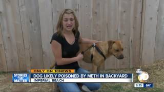 Dog likely poisoned by meth in backyard [upl. by Dihahs]