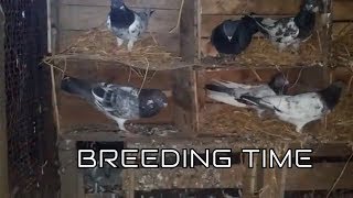 How to start Pigeons breeding  Succesfull Breeding Tips amp Nesting Habits of Pigeons [upl. by Nonnahsed]