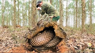 The horrifying moment of two men when they discovered a giant king cobra nest in a mound [upl. by Barber934]