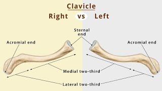 Anatomy of clavicle boneamp function collar bone 🦴 DrNY [upl. by Abeh471]