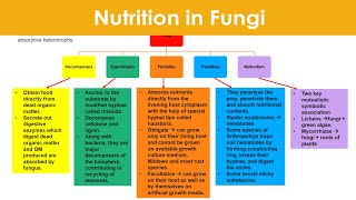 Nutrition in Fungi  Decomposer Saprotrophs Parasites Predators Mutualism  Kingdom Fungi [upl. by Corrianne]