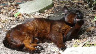 Joli minou aux reflets roux dans mon jardin [upl. by Erskine]