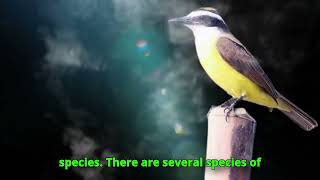 10 Incredible Facts About the Great Kiskadee [upl. by Ashton576]