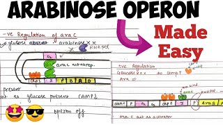 Arabinose operon Positive amp Negative Regulation molecularbiology madeeasy 🤩 [upl. by Aerol]