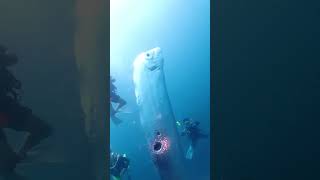 Giant rare deepsea oarfish spotted by divers [upl. by Auroora]