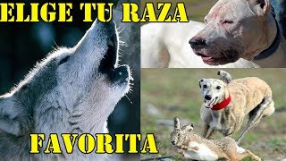 Elige tu raza de perros de trabajo favorita y colabora con nosotros [upl. by Eerolam]