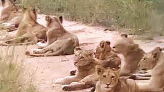 Lion Pride with 9 Cubs  Mhangeni Pride  4 February 2024 [upl. by Sande]