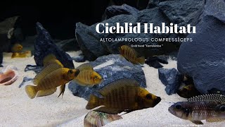 Altolamprologus Compressiceps Gold Head MuziKantalamba hybrid [upl. by Curcio]