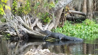 Monster Gators on St Johns River [upl. by Otrebogir491]